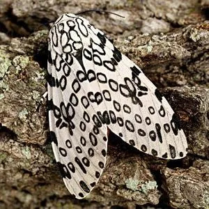 thumbnail for publication: Giant Woolly Bear (larva), Giant or Great Leopard Moth (adult) Hypercompe scribonia (Stoll 1790) (Lepidoptera: Erebidae: Arctiinae)
